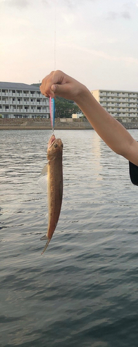 エソの釣果