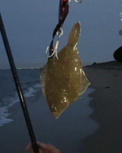 カレイの釣果