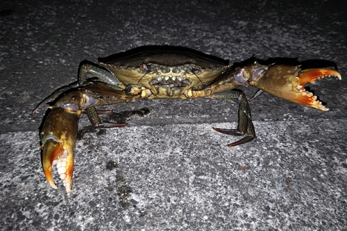 ノコギリガザミの釣果