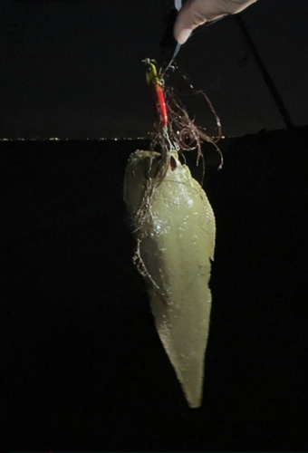 ウシノシタの釣果