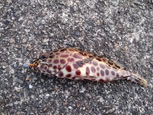 カンモンハタの釣果