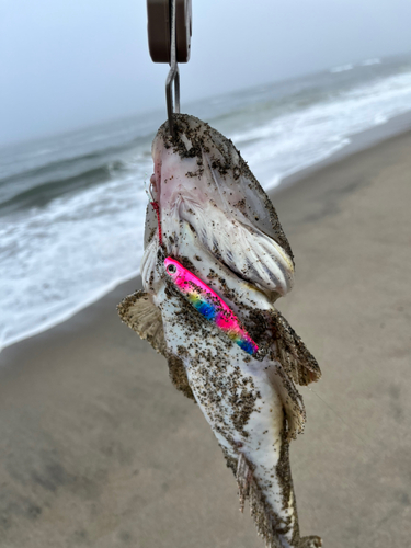 コチの釣果