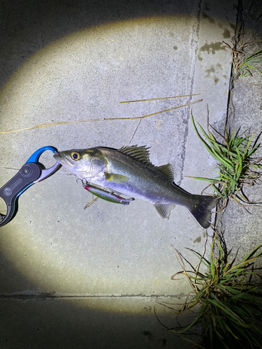 スズキの釣果