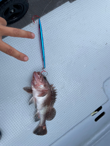 日本海で釣れたタヌキメバルの釣り・釣果情報 - アングラーズ