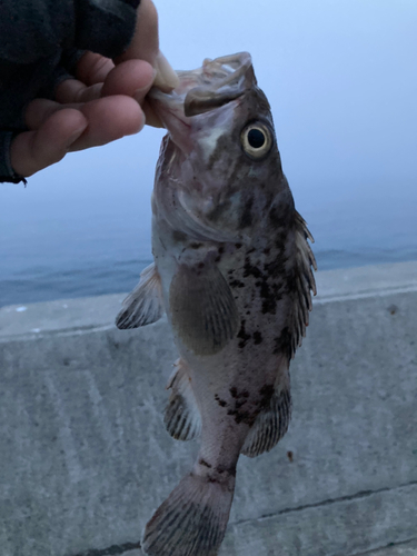 クロソイの釣果