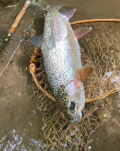 ニジマスの釣果