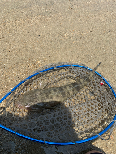 マゴチの釣果