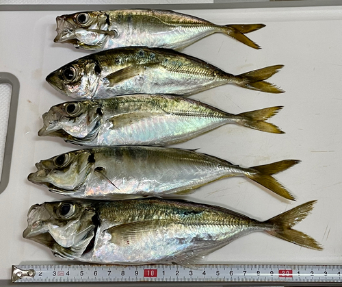 アジの釣果