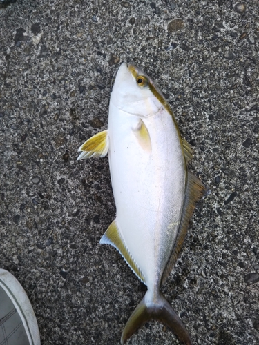 ショゴの釣果