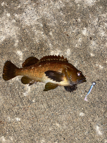 エゾメバルの釣果