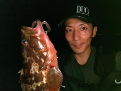 キジハタの釣果