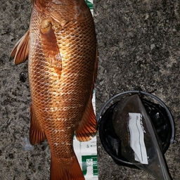 イントゥマヤーの釣果