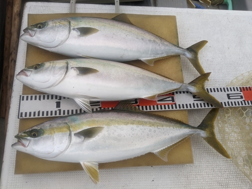 ハマチの釣果