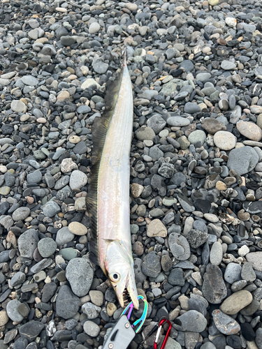 タチウオの釣果