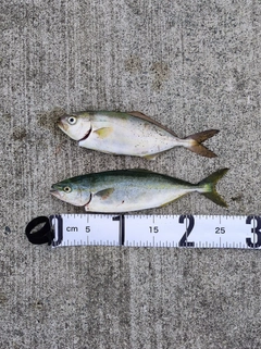 ショッコの釣果