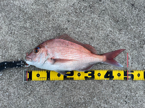 マダイの釣果