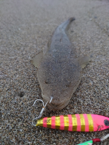 マゴチの釣果