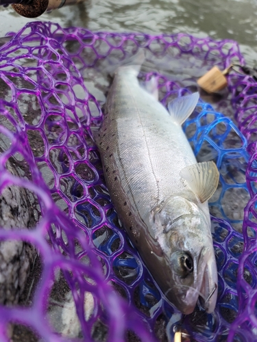 アマゴの釣果