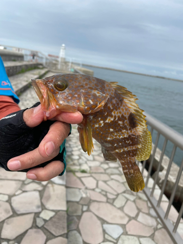 アオハタの釣果