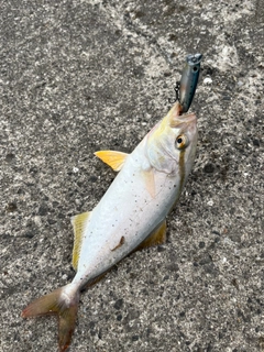 ショゴの釣果