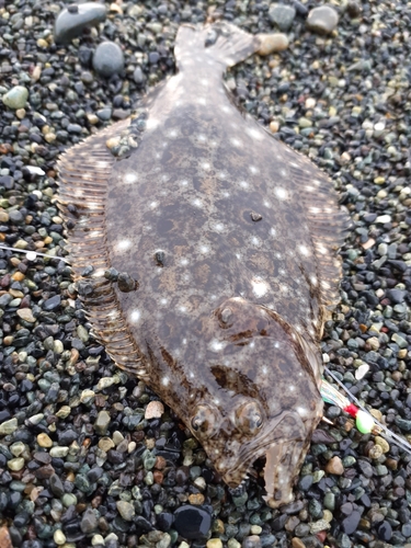 ヒラメの釣果