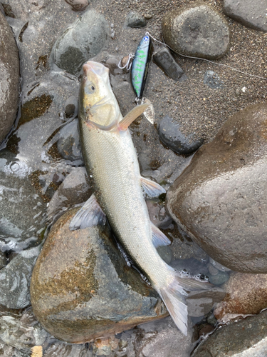 ウグイの釣果