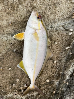 ショゴの釣果