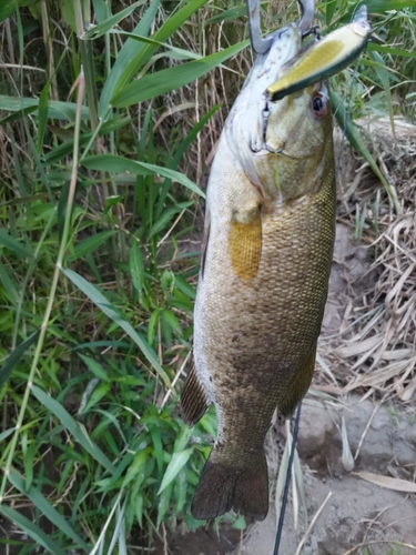 スモールマウスバスの釣果