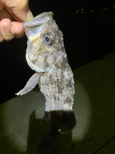 クロソイの釣果