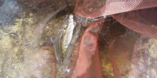 アユの釣果