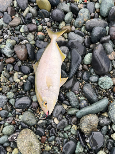 ショゴの釣果