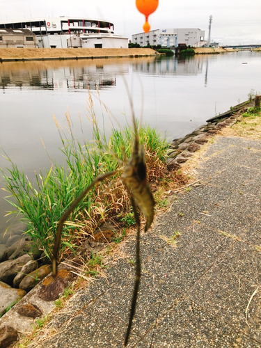 テナガエビの釣果