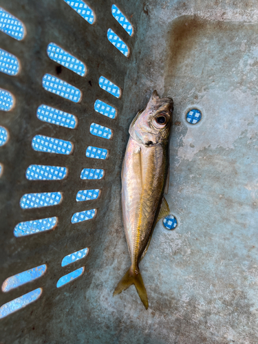 マアジの釣果