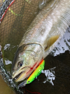 アメマスの釣果