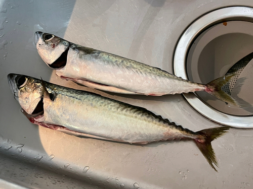 サバの釣果