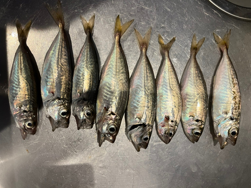 アジの釣果