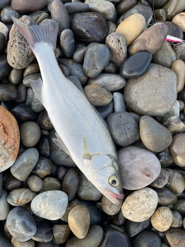 セイゴ（ヒラスズキ）の釣果