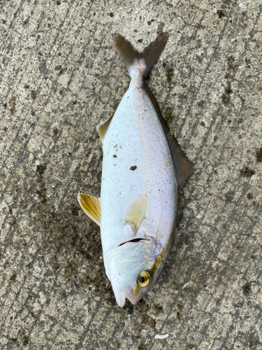 ショゴの釣果