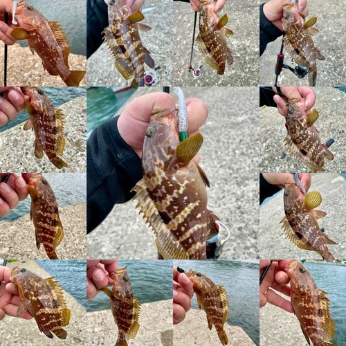 キジハタの釣果