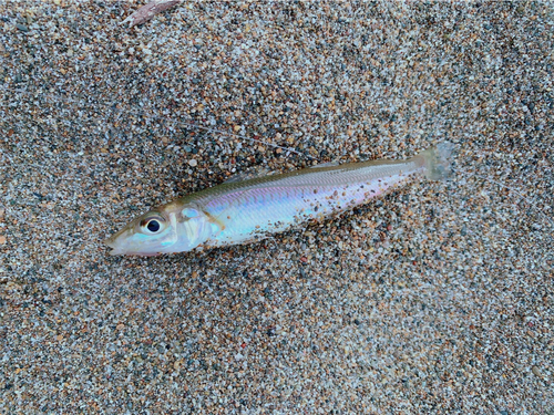 スルメイカの釣果