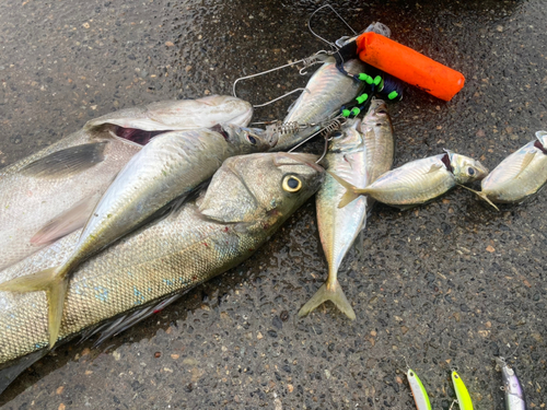 スズキの釣果