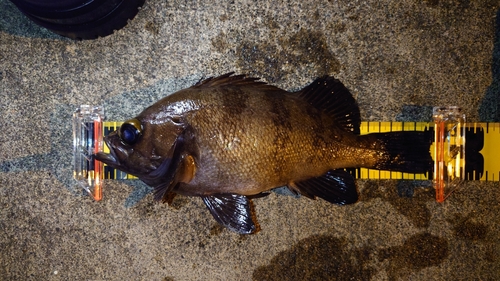 メバルの釣果