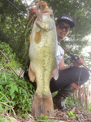 ブラックバスの釣果