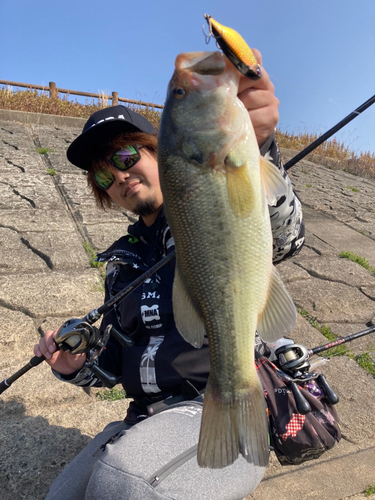 ブラックバスの釣果