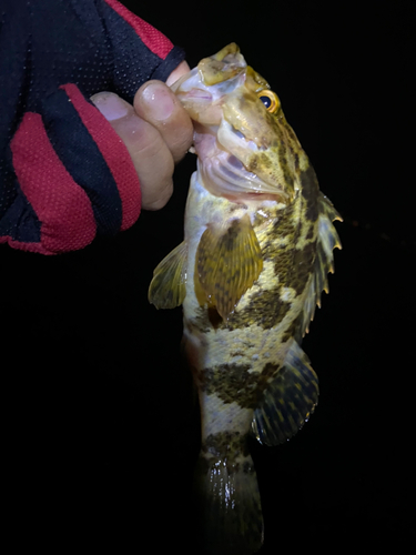 ガシラの釣果