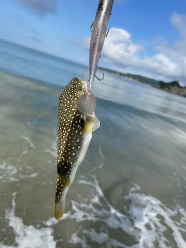 クサフグの釣果