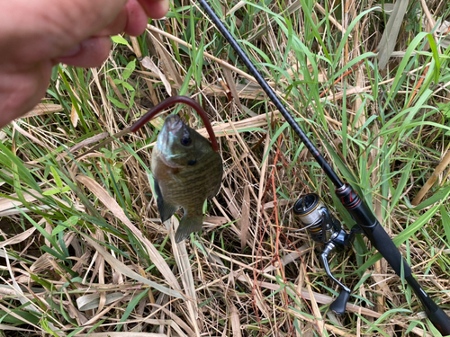 ブルーギルの釣果