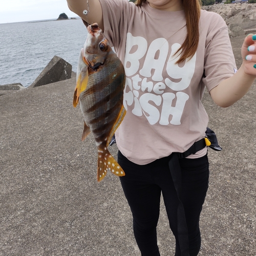 タカノハダイの釣果