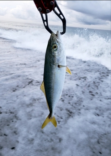 ワカナゴの釣果