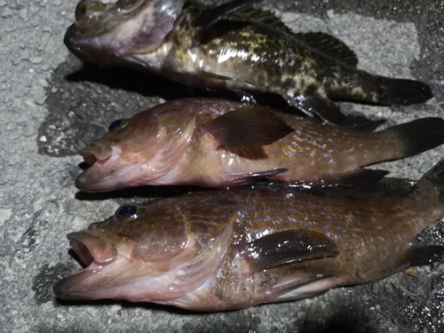 アコウの釣果